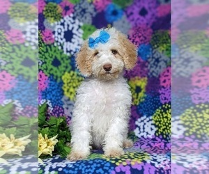 Goldendoodle (Miniature) Puppy for Sale in BIRD IN HAND, Pennsylvania USA