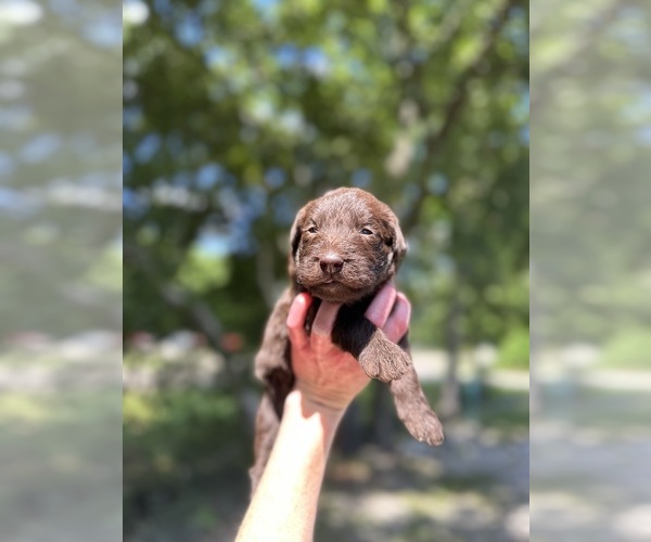 Medium Photo #2 Labradoodle Puppy For Sale in GEORGETOWN, SC, USA