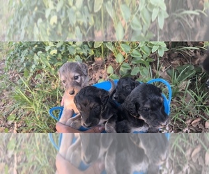 Afghan Hound-Poodle (Standard) Mix Puppy for sale in CHARLOTTE, NC, USA