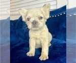 Small #6 French Bulldog