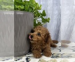 Small #2 Poodle (Miniature)