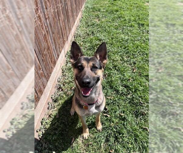 Medium Photo #1 German Shepherd Dog-Unknown Mix Puppy For Sale in Plano, TX, USA