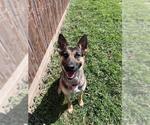 Small German Shepherd Dog Mix