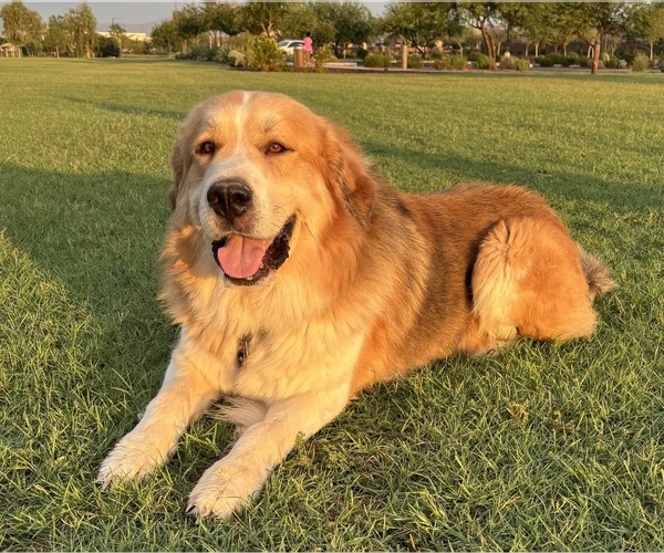 Medium Photo #1 Great Bernese Puppy For Sale in BUCKEYE, AZ, USA