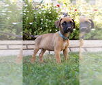 Small #1 Boxer