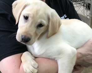 Labrador Retriever Puppy for sale in FORSYTH, GA, USA