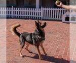 Small #3 German Shepherd Dog Mix