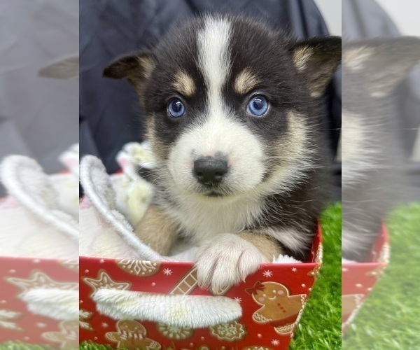 Medium Photo #12 Pomsky-Shiba Inu Mix Puppy For Sale in NASHUA, NH, USA