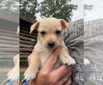 Small Photo #4 Chihuahua-Unknown Mix Puppy For Sale in New York, NY, USA