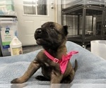 Small Photo #208 Belgian Malinois Puppy For Sale in REESEVILLE, WI, USA