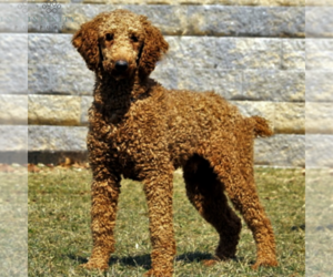Father of the Goldendoodle-Poodle (Standard) Mix puppies born on 02/24/2020