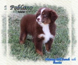 Miniature Australian Shepherd Puppy for sale in FORESTBURG, TX, USA