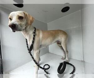 Labrador Retriever-Unknown Mix Dogs for adoption in Houston, TX, USA