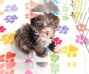 Cockapoo (Toy)-Poodle (Toy) Mix Puppy for sale in ORO VALLEY, AZ, USA