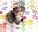 Image preview for Ad Listing. Nickname: Phoebe