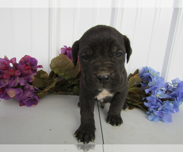 Medium Photo #4 Cane Corso Puppy For Sale in EMPIRE STATE, NY, USA