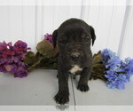 Small Photo #4 Cane Corso Puppy For Sale in EMPIRE STATE, NY, USA