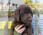 Puppy Emma Lou Labrador Retriever