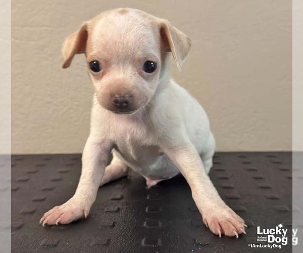 Medium Photo #1 Chihuahua-Unknown Mix Puppy For Sale in Washington, DC, USA