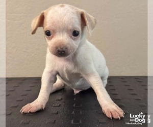 Chihuahua-Unknown Mix Dogs for adoption in Washington, DC, USA