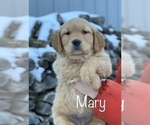 Puppy Mary Golden Retriever