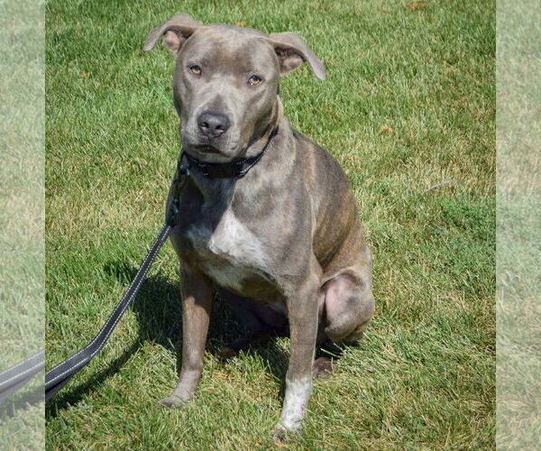 Medium Photo #3 American Staffordshire Terrier-Boxer Mix Puppy For Sale in Huntley, IL, USA