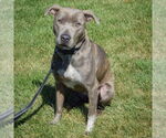 Small #2 American Staffordshire Terrier-Boxer Mix