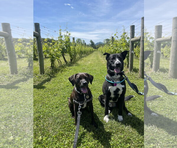 Medium Photo #6 Mutt Puppy For Sale in Arlington, VA, USA