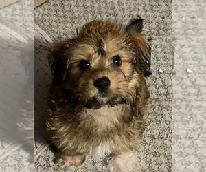 Chorkiepoo Puppy for sale in TILDEN, IL, USA