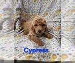 Puppy Cypress Blue Poodle (Standard)