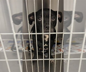 Mutt Dogs for adoption in Houston, TX, USA