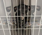 Small Mutt