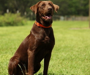 Father of the Labrador Retriever puppies born on 07/18/2026