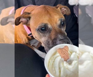 Kirby - Female Boxer Dog for Adoption - Photo #2