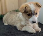 Small #7 Pembroke Welsh Corgi