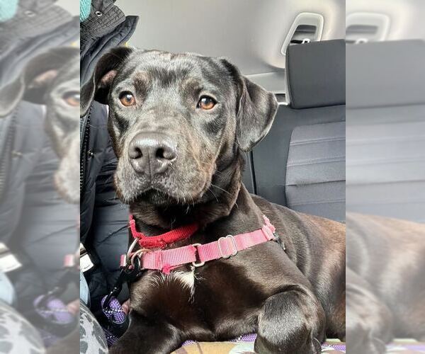 Medium Photo #3 Mutt Puppy For Sale in Elmsford, NY, USA