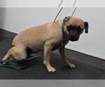 TESS - Female Chug Dog for Adoption - Small photo