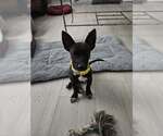 Small Photo #2 Chihuahua-Labrador Retriever Mix Puppy For Sale in Brewster, NY, USA