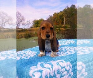 Basset Hound Puppy for sale in PETERSBURG, IN, USA