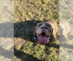 Small English Bulldog