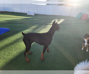 Rufio Adoption Pending! - Male Doberman Pinscher Dog for Adoption - Photo #17
