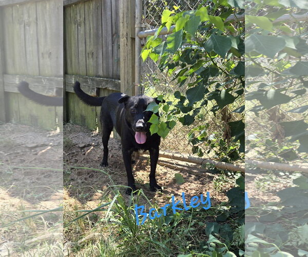 Medium Photo #3 Mutt Puppy For Sale in Jackson, MS, USA