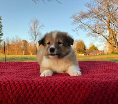 Medium Photo #5 Collie Puppy For Sale in CENTERTOWN, TN, USA