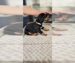 Small #4 Doberman Pinscher