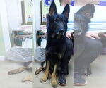 Small German Shepherd Dog Mix