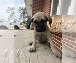Small #1 Mastiff