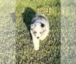 Small Photo #11 Shetland Sheepdog Puppy For Sale in FORT MORGAN, CO, USA