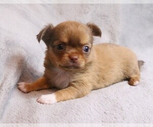 Chihuahua Puppy for sale in MUSKOGEE, OK, USA