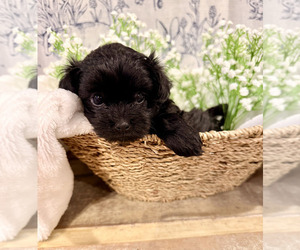 ShihPoo Puppy for sale in MOUNT OLIVE, NC, USA