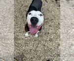 Small #3 American Pit Bull Terrier Mix